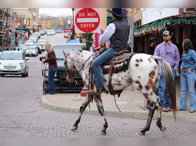 Appaloosa Caballo castrado 7 años Alazán-tostado in Fort Worth TX