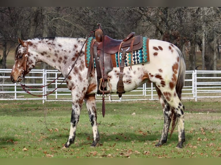 Appaloosa Caballo castrado 7 años Alazán-tostado in Fort Worth TX