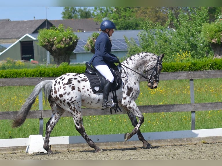 Appaloosa Mestizo Caballo castrado 7 años Atigrado/Moteado in Nuenen