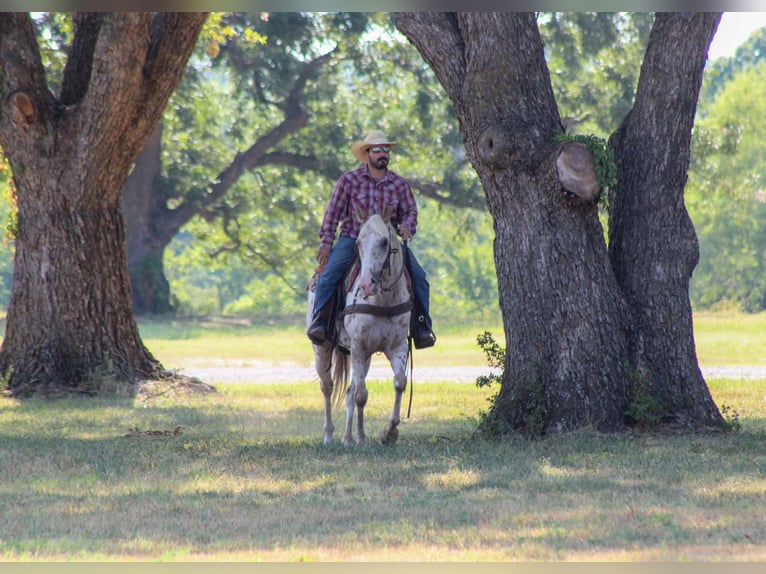 Appaloosa Caballo castrado 7 años Atigrado/Moteado in Whitesboro