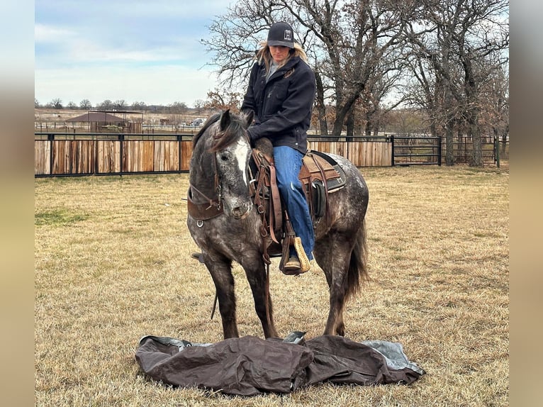 Appaloosa Caballo castrado 7 años Tordo in Jacksboro TX