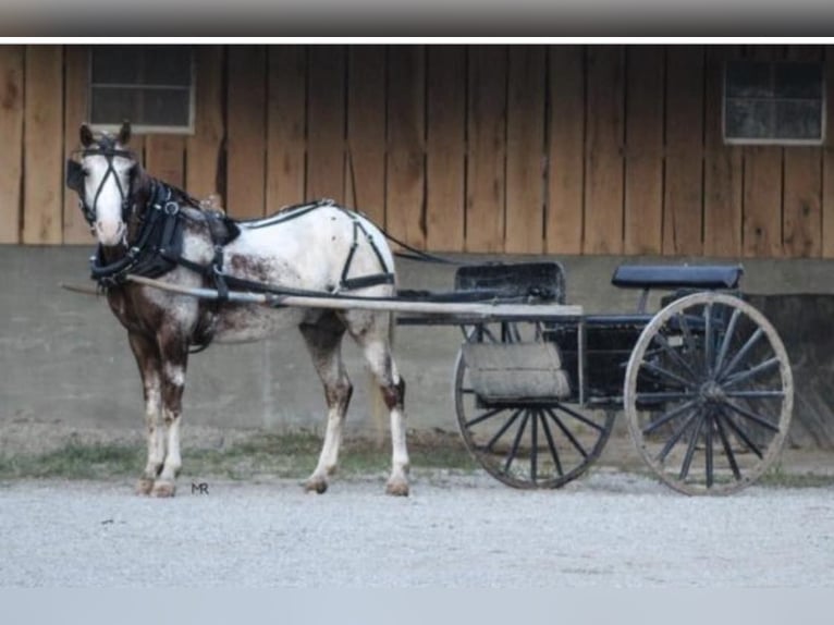 Appaloosa Caballo castrado 8 años 135 cm Ruano alazán in Weatherford, TX