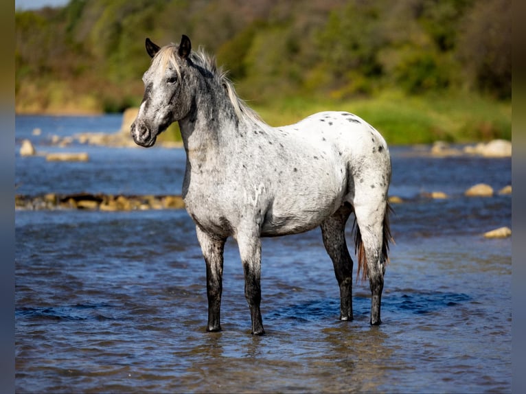 Appaloosa Caballo castrado 8 años 140 cm Tordo in Guthrie OK