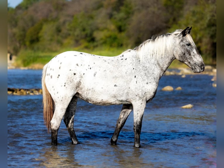 Appaloosa Caballo castrado 8 años 140 cm Tordo in Guthrie OK