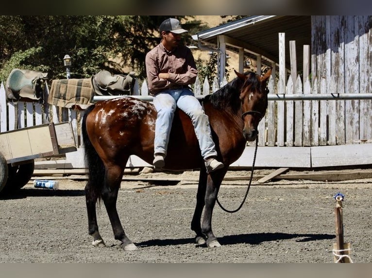 Appaloosa Caballo castrado 8 años 142 cm Castaño rojizo in Paicines CA