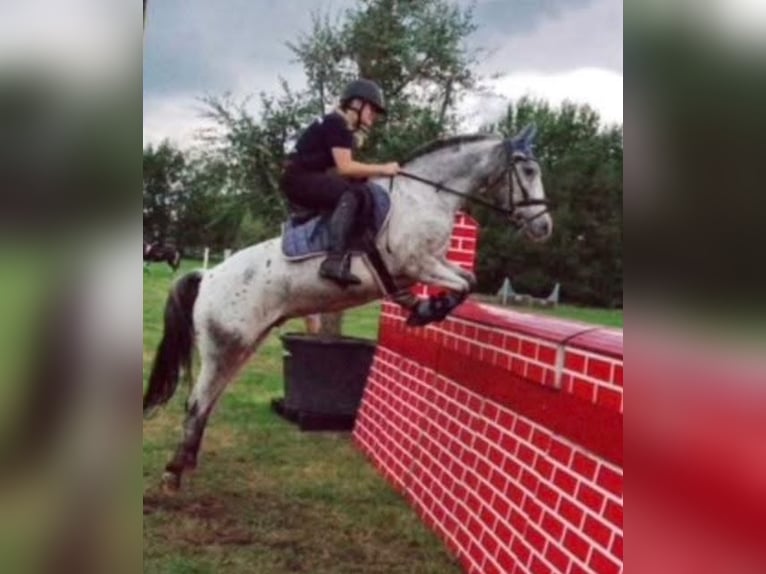 Appaloosa Caballo castrado 8 años 143 cm Atigrado/Moteado in Laarne