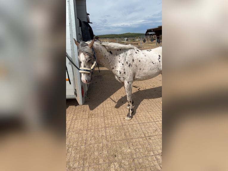 Appaloosa Caballo castrado 8 años 144 cm Atigrado/Moteado in Oberlangen