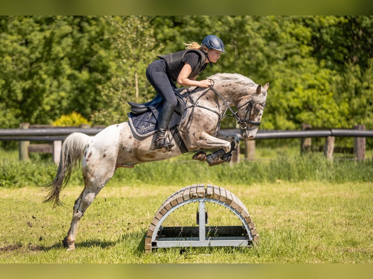 Appaloosa Caballo castrado 8 años 144 cm Atigrado/Moteado in Oberlangen