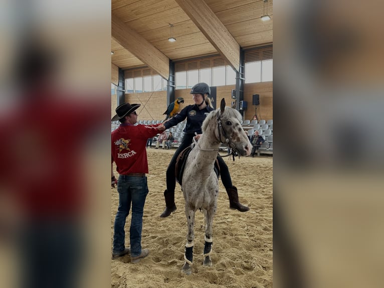 Appaloosa Caballo castrado 8 años 144 cm Atigrado/Moteado in Oberlangen