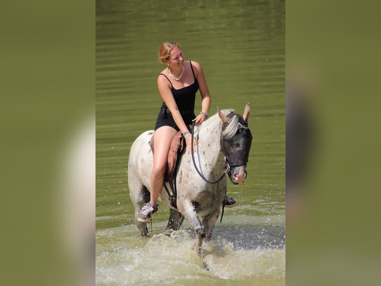 Appaloosa Caballo castrado 8 años 144 cm Atigrado/Moteado in Oberlangen