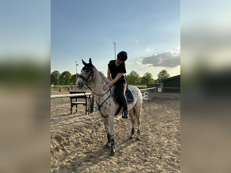 Appaloosa Caballo castrado 8 años 144 cm Atigrado/Moteado in Oberlangen