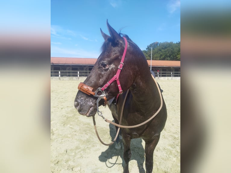 Appaloosa Mestizo Caballo castrado 8 años 145 cm Tordillo negro in Hoevenen