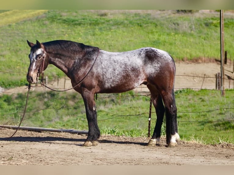 Appaloosa Caballo castrado 8 años 147 cm Castaño rojizo in Tres Pinos