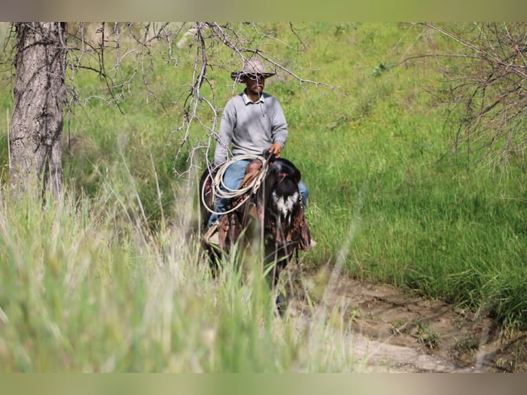 Appaloosa Caballo castrado 8 años 147 cm Castaño rojizo in Tres Pinos