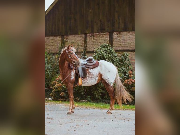 Appaloosa Caballo castrado 8 años 148 cm Musgo marrón in Reken