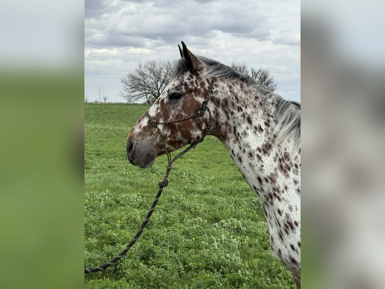 Appaloosa Caballo castrado 8 años 150 cm Atigrado/Moteado in Princeville