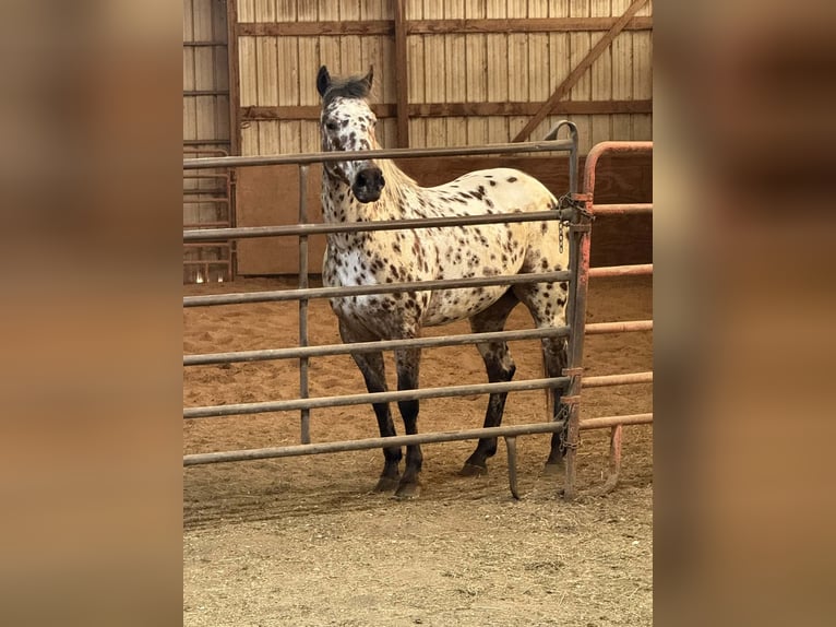 Appaloosa Caballo castrado 8 años 150 cm Atigrado/Moteado in Princeville