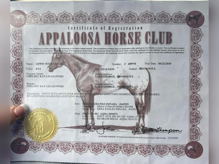 Appaloosa Caballo castrado 8 años 150 cm Atigrado/Moteado in Princeville