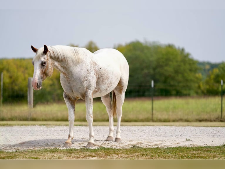 Appaloosa Caballo castrado 8 años 150 cm Ruano alazán in Sweet Springs MO