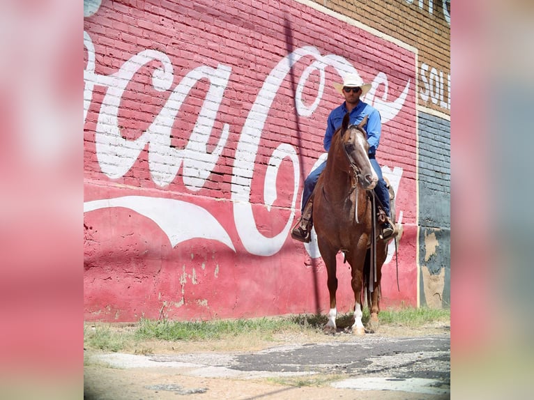 Appaloosa Caballo castrado 8 años 152 cm Alazán-tostado in Grand Saline