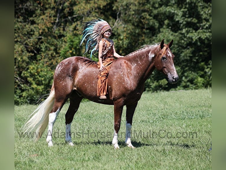 Appaloosa Caballo castrado 8 años 152 cm Alazán-tostado in Mount Vernon