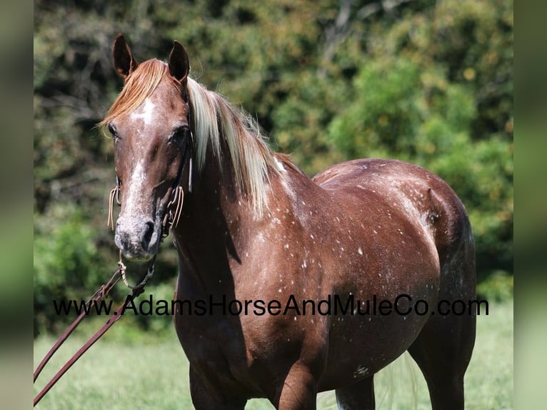 Appaloosa Caballo castrado 8 años 152 cm Alazán-tostado in Mount Vernon