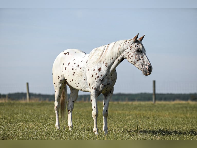 Appaloosa Caballo castrado 8 años 152 cm in Brodhead, KY