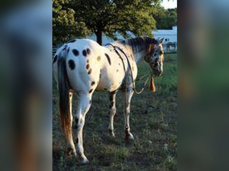 Appaloosa Caballo castrado 8 años 152 cm in Pilot Point, TX