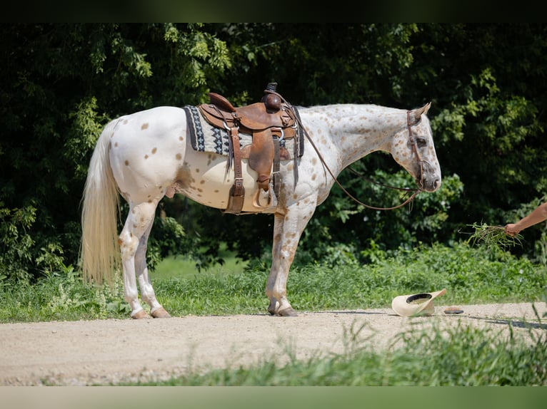Appaloosa Caballo castrado 8 años 152 cm Palomino in Cannon Falls