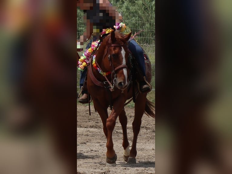 Appaloosa Caballo castrado 8 años 153 cm Alazán in Générac