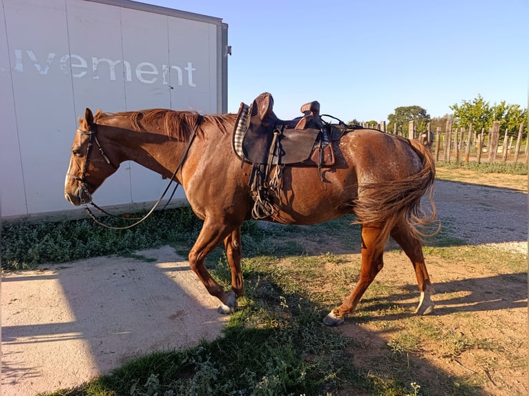 Appaloosa Caballo castrado 8 años 153 cm Alazán in Générac