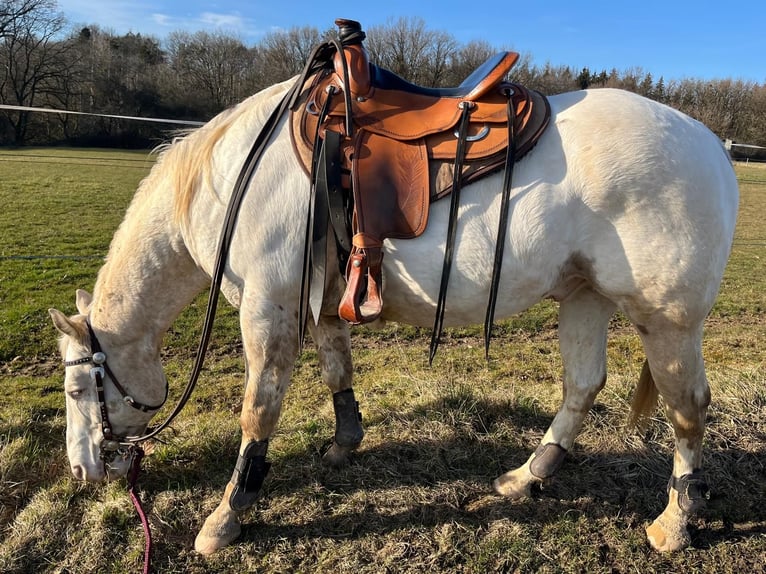 Appaloosa Caballo castrado 8 años 154 cm  in Nalbach