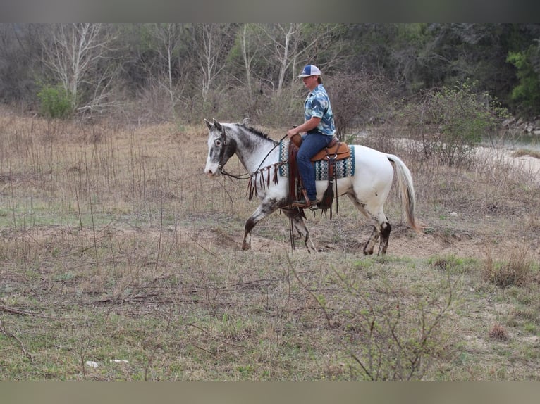 Appaloosa Caballo castrado 8 años 155 cm Negro in Lipan TX