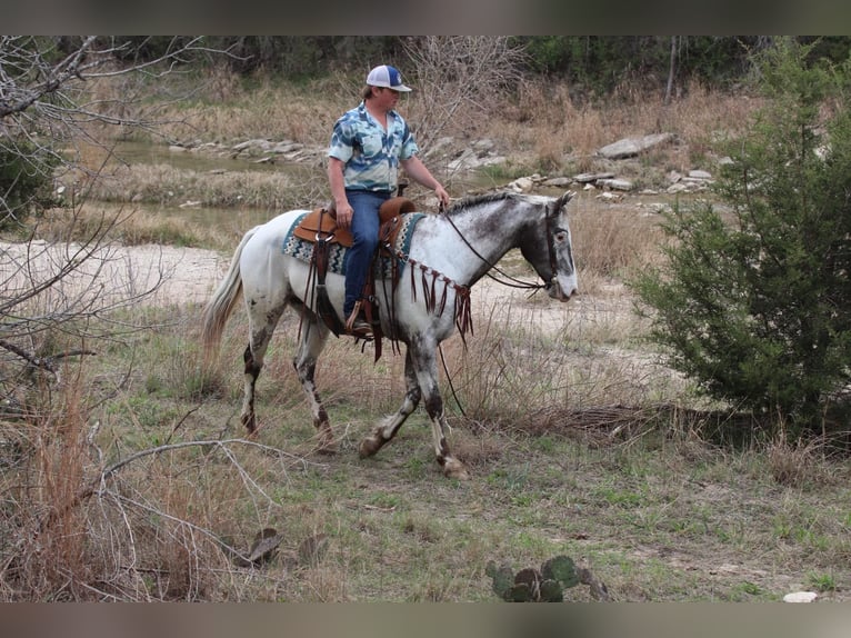 Appaloosa Caballo castrado 8 años 155 cm Negro in Lipan TX