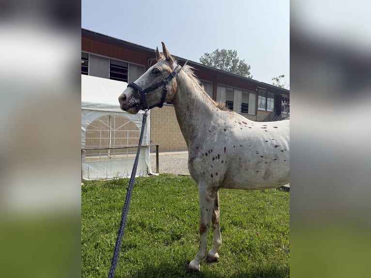 Appaloosa Caballo castrado 8 años 165 cm in Ghezzano