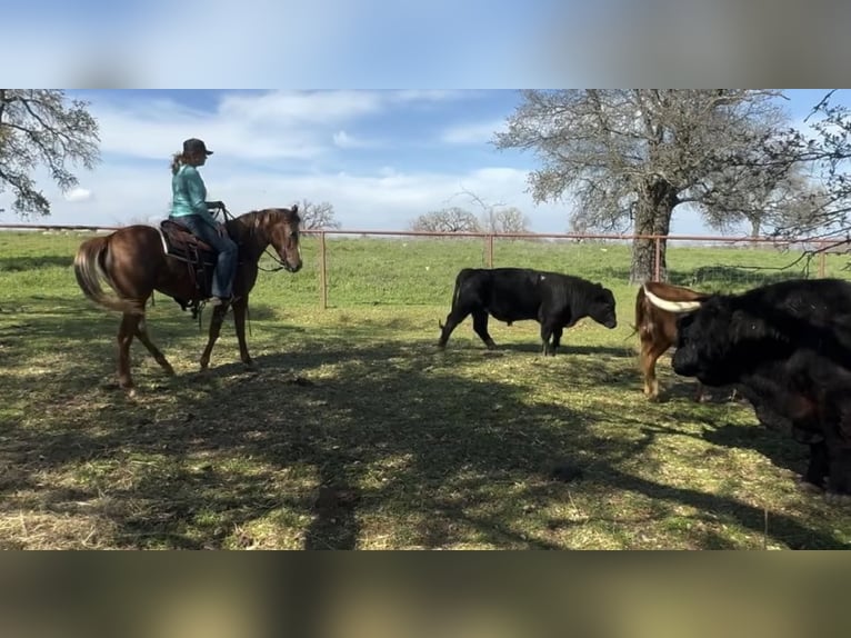 Appaloosa Caballo castrado 8 años Alazán-tostado in Weatherford TX