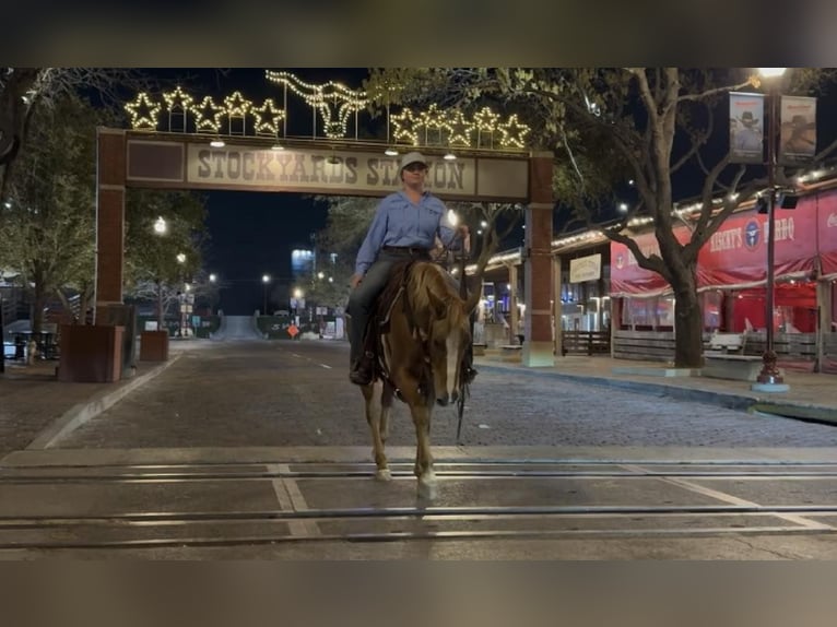 Appaloosa Caballo castrado 8 años Alazán-tostado in Weatherford TX