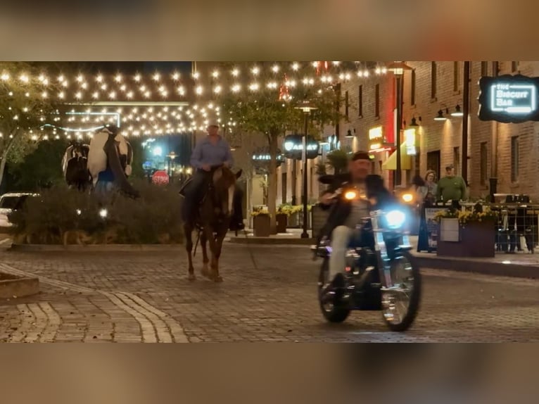 Appaloosa Caballo castrado 8 años Alazán-tostado in Weatherford TX