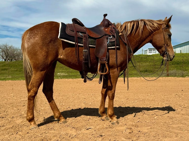 Appaloosa Caballo castrado 8 años Alazán-tostado in Weatherford TX