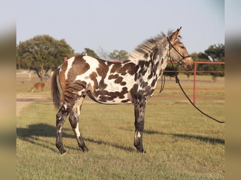 Appaloosa Caballo castrado 8 años in Los Angeles