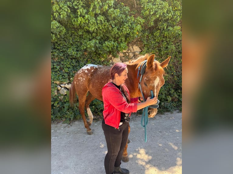 Appaloosa Caballo castrado 8 años Castaño in Rabat