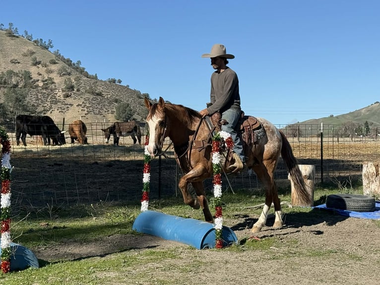 Appaloosa Caballo castrado 8 años Ruano alazán in Tres Pinos
