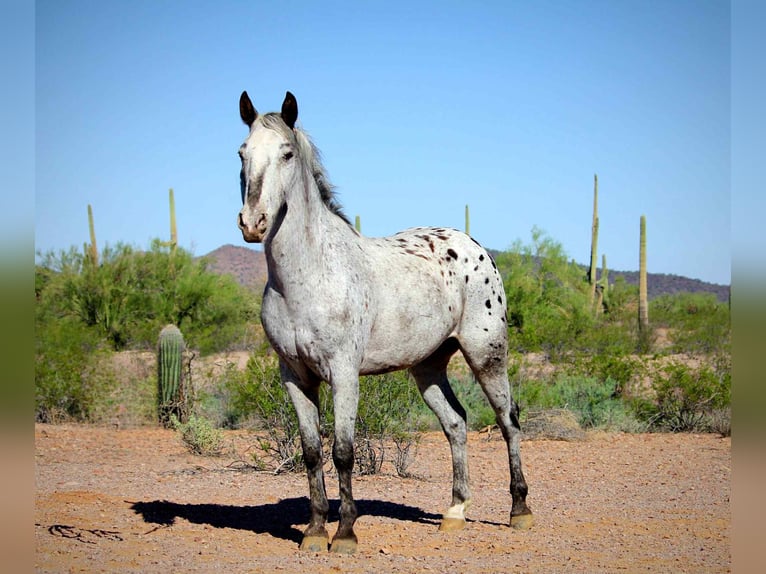 Appaloosa Caballo castrado 8 años Ruano azulado in Marana, AZ
