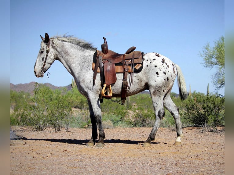 Appaloosa Caballo castrado 8 años Ruano azulado in Marana, AZ
