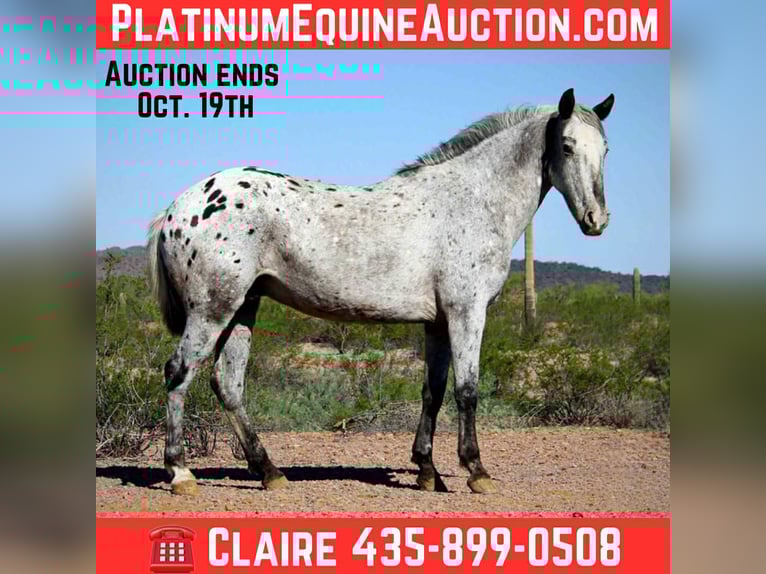 Appaloosa Caballo castrado 8 años Ruano azulado in Marana, AZ