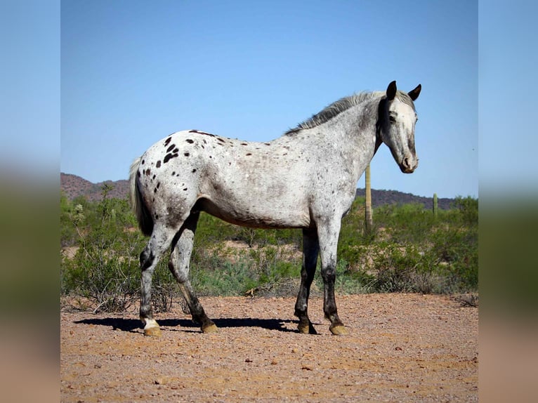 Appaloosa Caballo castrado 8 años Ruano azulado in Marana, AZ