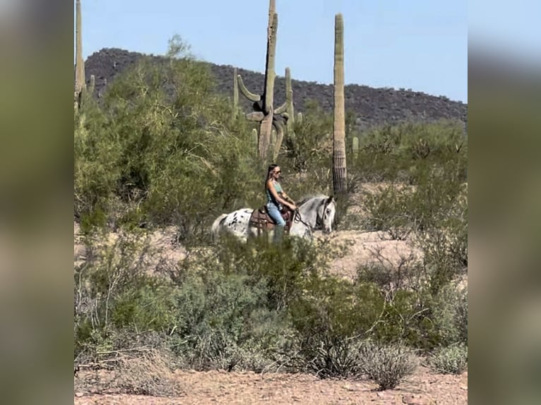 Appaloosa Caballo castrado 8 años Ruano azulado in Marana, AZ