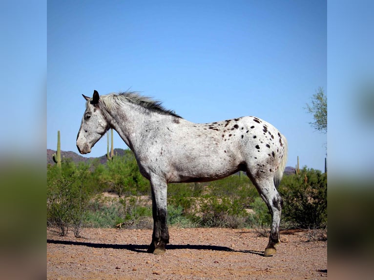 Appaloosa Caballo castrado 8 años Ruano azulado in Marana, AZ