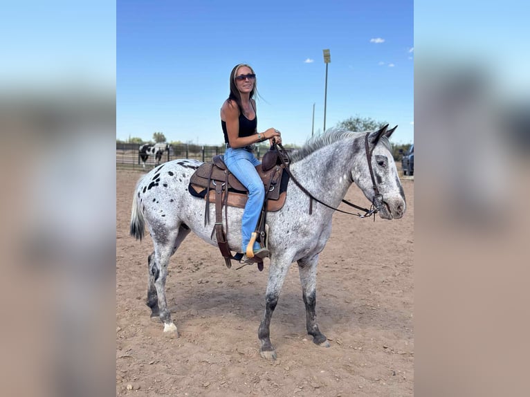 Appaloosa Caballo castrado 8 años Ruano azulado in Marana, AZ