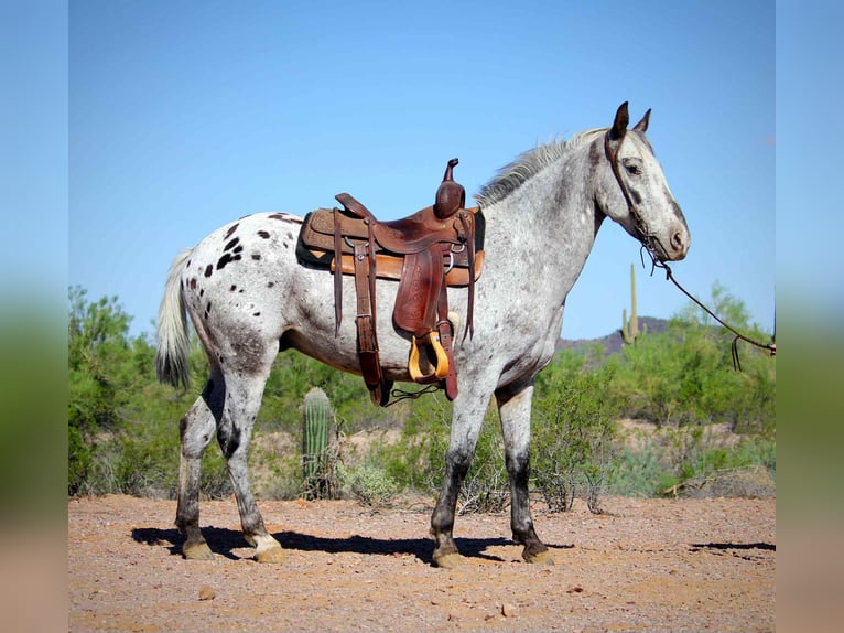 Appaloosa Caballo castrado 8 años Ruano azulado in Marana, AZ